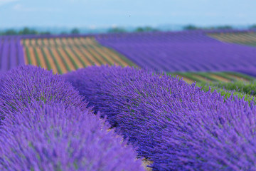 Naklejka na ściany i meble Harvesting, Lavender (lavandin) Fields, Valensole Plateau, Alpes Haute Provence, France, Europe