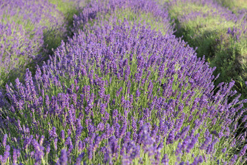 Fototapeta na wymiar Lavender flowers field.