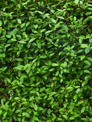 Fototapeta na wymiar Ornamental shrub of green plant wall