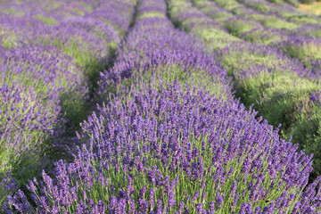 Naklejka na ściany i meble Lavender flowers field in summer. Purple lavender plants.