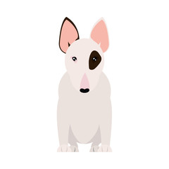 cartoon bull terrier dog icon, flat style
