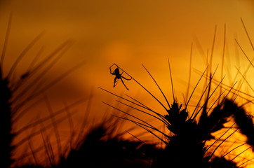 Tiny spider on a wheat at sunset, shadow of a spider in front of an orange sky with the sunset - in a field of wheat - main color is orange - silhouette of a spider