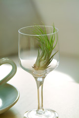 グラスの中のエアプランツ