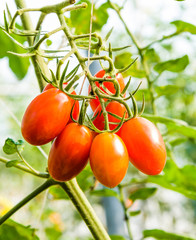 Close-up ripe cherry tomatoes are soon to be harvested on the farm in Taiwan.