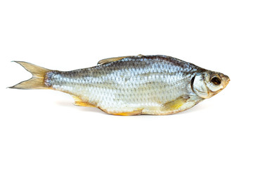 isolated close up top view single dried salted caspian roach fish on a white background
