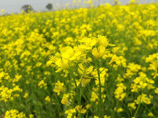 Mustard plant field, field of yellow flowers, Beautiful mustard flowers field. 