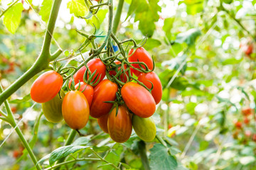 Close-up ripe cherry tomatoes are soon to be harvested on a farm in Taiwan.