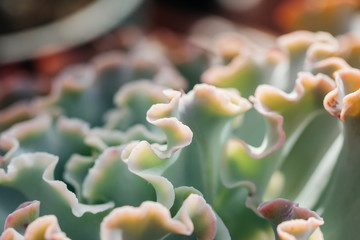 Folded green succulent leaves，Echeveria 'Meridian'
