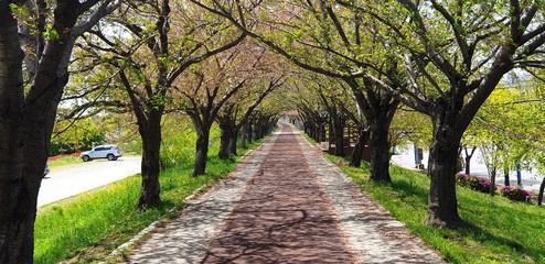 Busan bike path and flowering trees in Korea