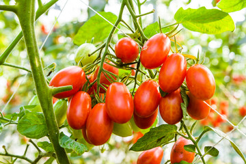 Branch of fresh cherry tomatoes hanging on a vine in the organic farm.