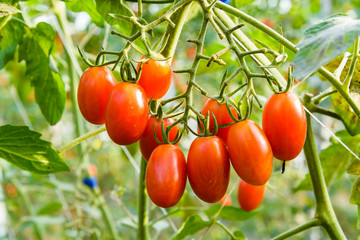 Branch of fresh cherry tomatoes hanging on trees in the organic farm.