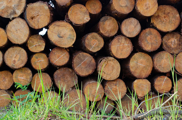 stack of firewood