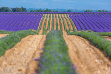 Harvesting, Lavender (lavandin) Fields, Valensole Plateau, Alpes Haute Provence, France, Europe