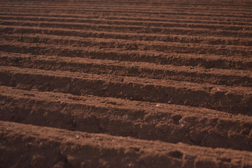 Campo de cultivo, arriates para la siembra