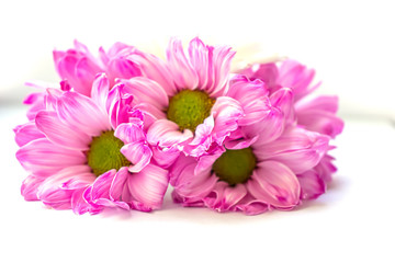 Flowers festive bouquet pink chrysanthemums background