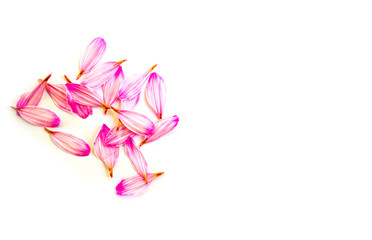 Pink isolated petals of chrysanthemum flower on white background