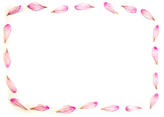 Frame made of pink petals flower chrysanthemum white background