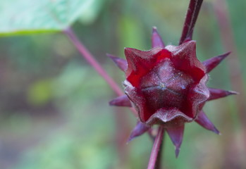 Roselle fruits plant on tree in the garden with green leaf background