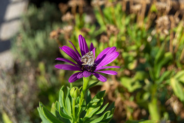 Mariposa en margarita lila