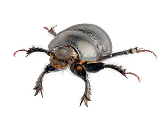 dung beetle isolated on a white background, large depth of field, high-resolution photo of the...