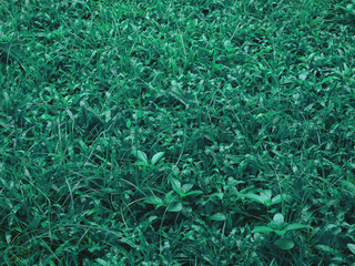 plant and grass of weed on the ground