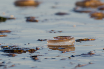 JELLYFISH - Invasion of marine creatures to the coast