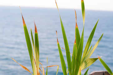 green tall plant and background blue sea
