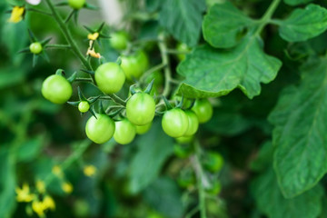 Branch with green unripe cherry tomatoes. Small tomatoes.