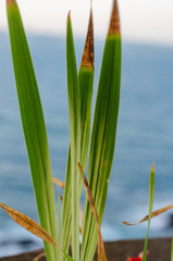 green tall plant and background blue sea
