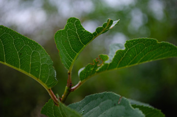 leaf of a tree