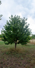 tree in the field