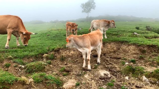 A herd of cows grazing on a meadow on a foggy day, in Picos de Europa Mountains, Spain.