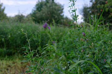 Fototapeta premium flowers in the field