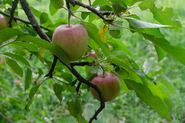 apples on a branch