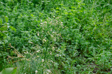 green grass background