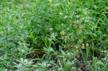 green grass and flowers