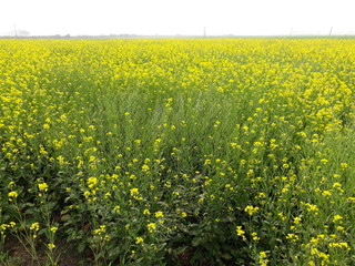 field of yellow flowers. mustard flowers fields. Yellow flowers landscape.