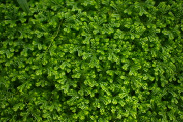 green leaves background