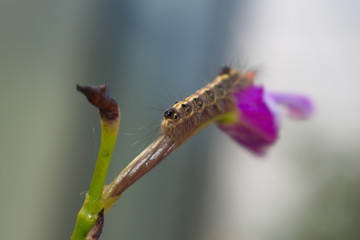 Caterpillars on branches