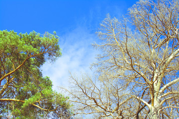 Two trees one alive and dry in the forest and the sky is blue