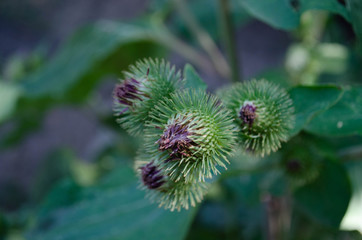 close up of a pine cone