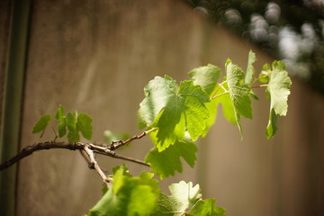green grape leaves on the branch in summer day