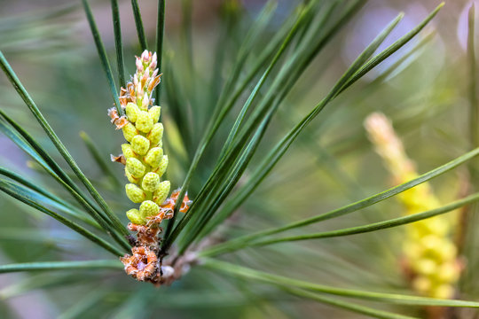 Pine branch in the forest: young pine cone close-up.