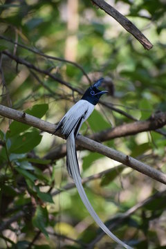 Nice dird sitting on the Leaves
