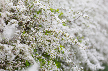 Outdoor raindrops and green leaves macro close-up, Spiraea prunifolia Sieb. et Zucc.