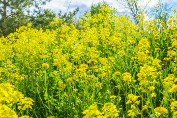 Obraz premium Bright yellow rapeseed flowers & some dandelions, trees are on blurred background