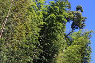 Bamboo grove in Taiwan