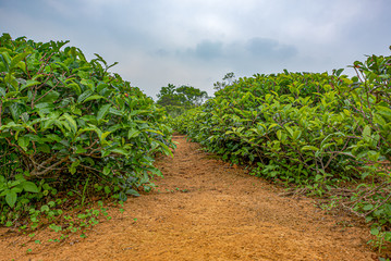 Fototapeta na wymiar Image of a tea plantation in Taiwan