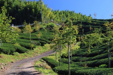 Fototapeta na wymiar Taiwan tea fields - Alishan