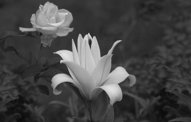 Flowering lily in the home garden in the summer. Natural blurred background. Black and white photo.